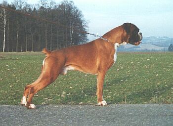 N�meck� boxer