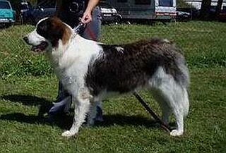 Pyrenejsk� mastin