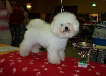 MAJESTIC Regina Bichon´s MAJESTIC Regina Bichon´s