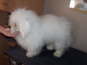 �prava srsti