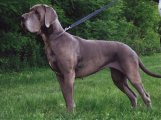 B�ra Hromadog Brunensis
