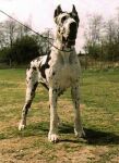 Boby z Josefovsk�ch bud