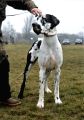 Chieta z Josefovsk�ch bud