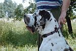 Falco z Josefovsk�ch bud