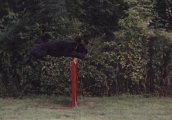 Ibekles z Josefovsk�ch bud