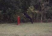 Ibekles z Josefovsk�ch bud