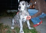 Jack z Josefovsk�ch bud