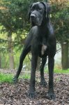 Kora z Josefovsk�ch bud