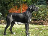 Krabat z Josefovsk�ch bud
