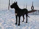 Mona z Josefovsk�ch bud