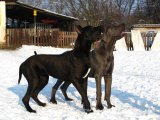 Mona a Nela z Josefovsk�ch bud