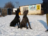Mona a Nela z Josefovsk�ch bud