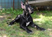 Mona z Josefovsk�ch bud