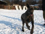 Nela z Josefovsk�ch bud