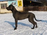 Nela z Josefovsk�ch bud