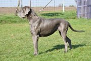 Nela z Josefovsk�ch bud