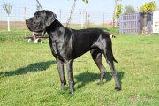 Orthon z Josefovsk�ch bud