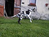 Payton z Josefovsk�ch bud