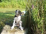 Perdyta z Josefovsk�ch bud