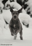 Lord z Josefovsk�ch bud