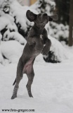 Lord z Josefovsk�ch bud