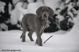 Lord z Josefovsk�ch bud