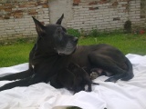 �t��ata z Josefovsk�ch bud