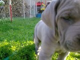 �t��ata z Josefovsk�ch bud