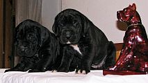 �t��ata z Josefovsk�ch bud