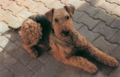 erdelteriér