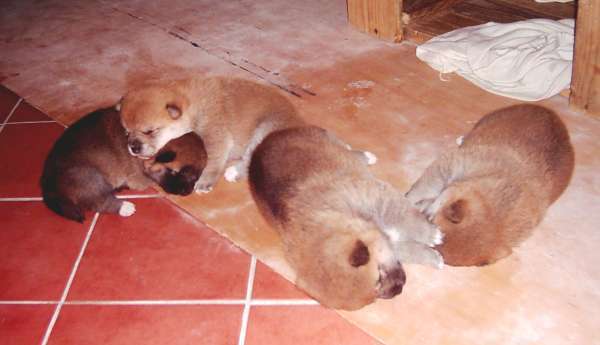 �ib� miminka le��c�, sp�c�