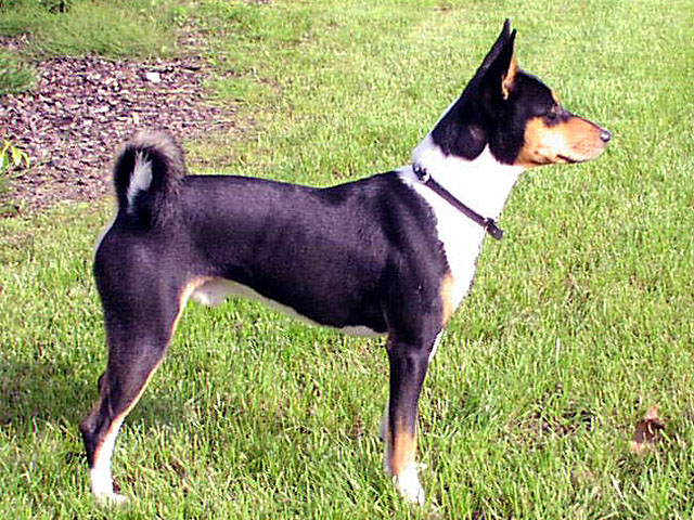 Basenji �erno-b�l�
