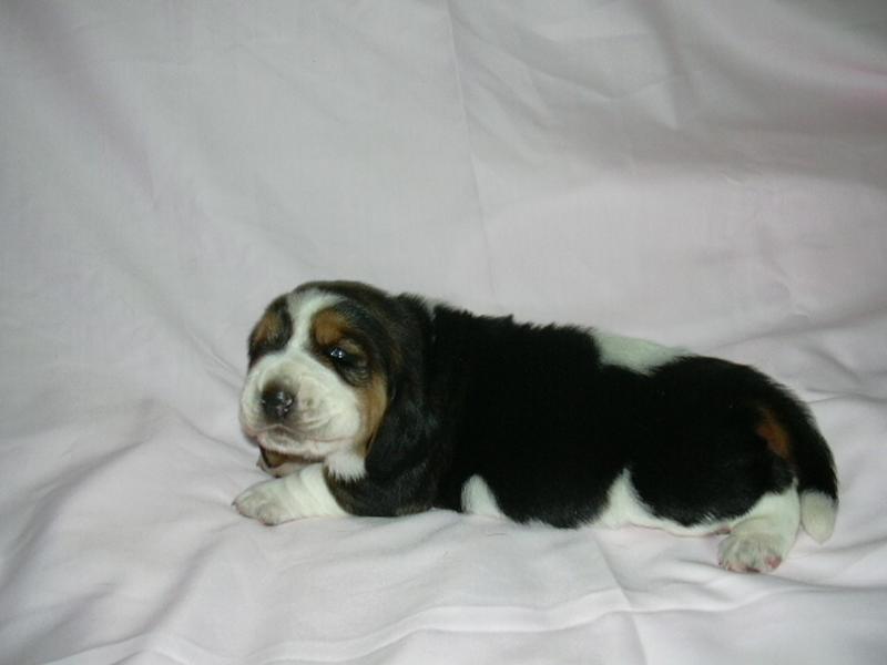 Ruby Moravia Bray 13 dn�
