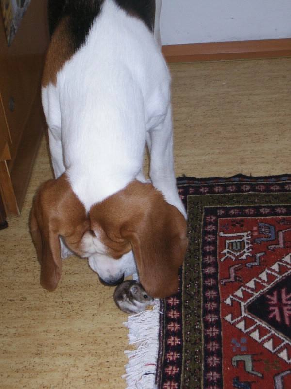 Buddy a �umi
