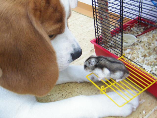 Buddy a �umi