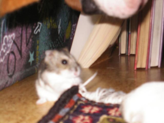 Buddy a �umi