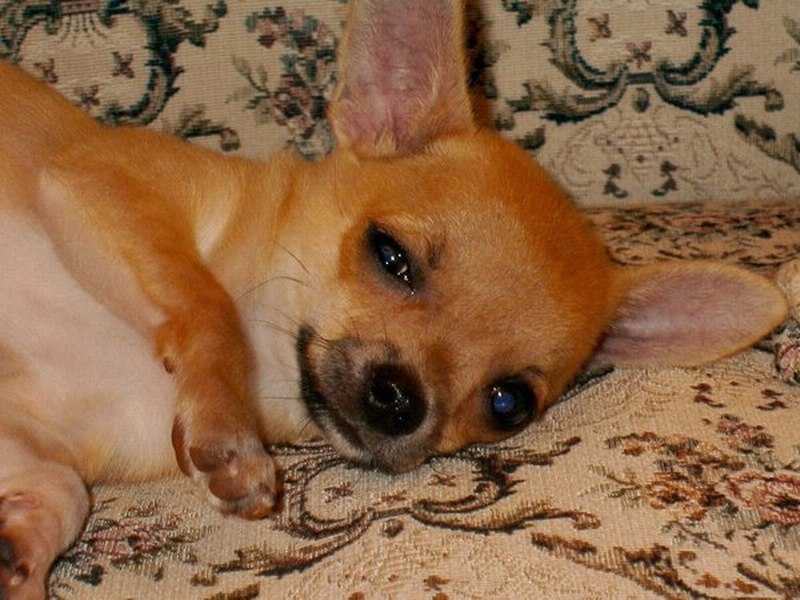 Kub�k spink�