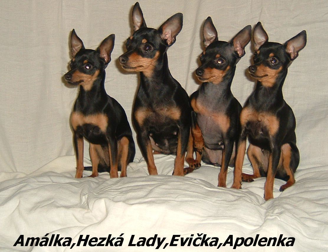 fenky v chovatelsk� stanici
