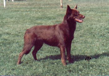 Australsk� Kelpie