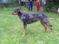 Ch.Cedra z Vr�bsk� tvrze