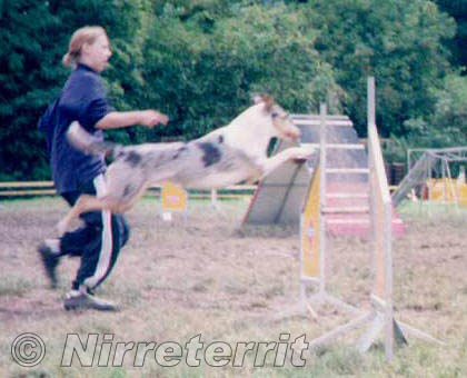 Beeba nad sko�kou agility