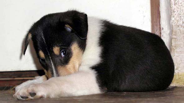 Bu Bu Bu Nirreterrit - kuk - 6 t�dn�