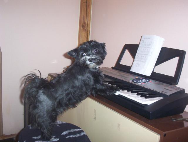 mal� talent