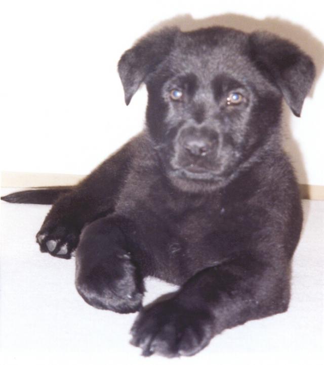 Dargo p�n