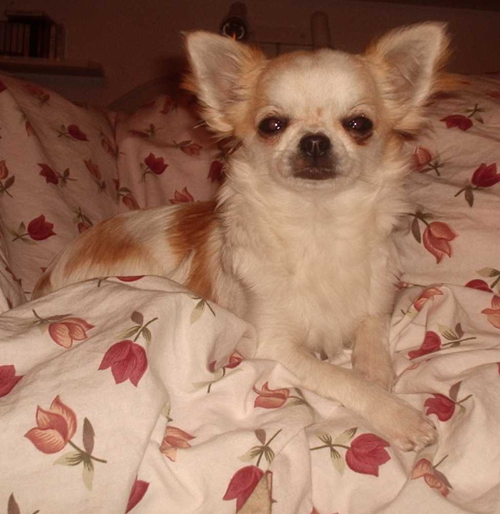 Sherry 6 m�s�c�