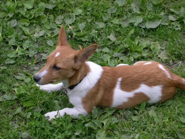 Daisy v tr�v�