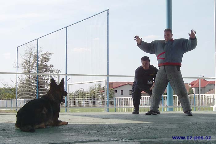 Prohl�dka pachatele