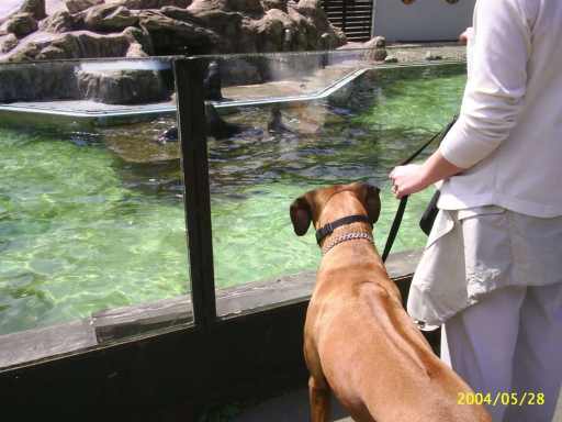 V�let do ZOO