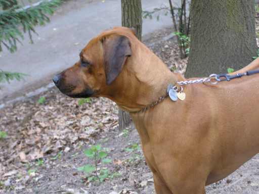 Proch�zka