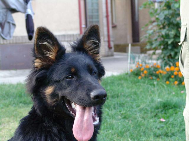 Akous p�lro�n�